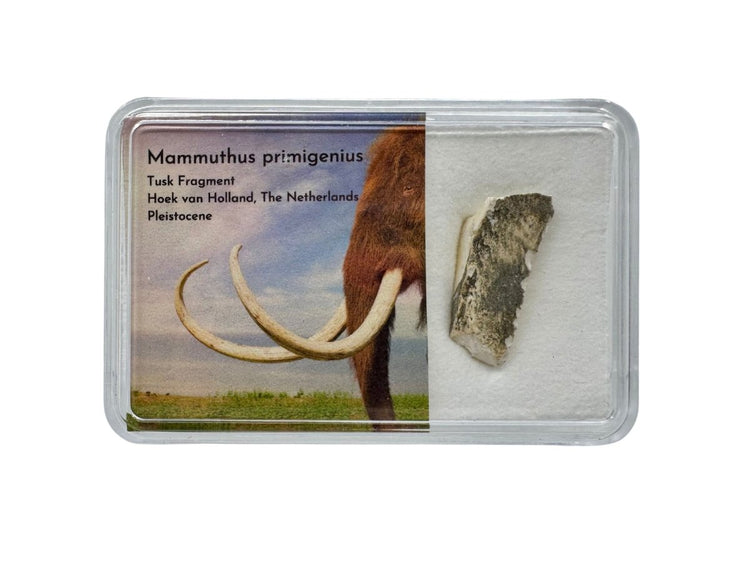 Woolly Mammoth Tusk Fragment from Holland in Gift Box - FossilsAndMore