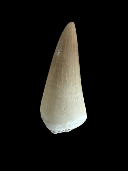 Mosasaur tooth fossil from Late Cretaceous, Morocco | 1.48"