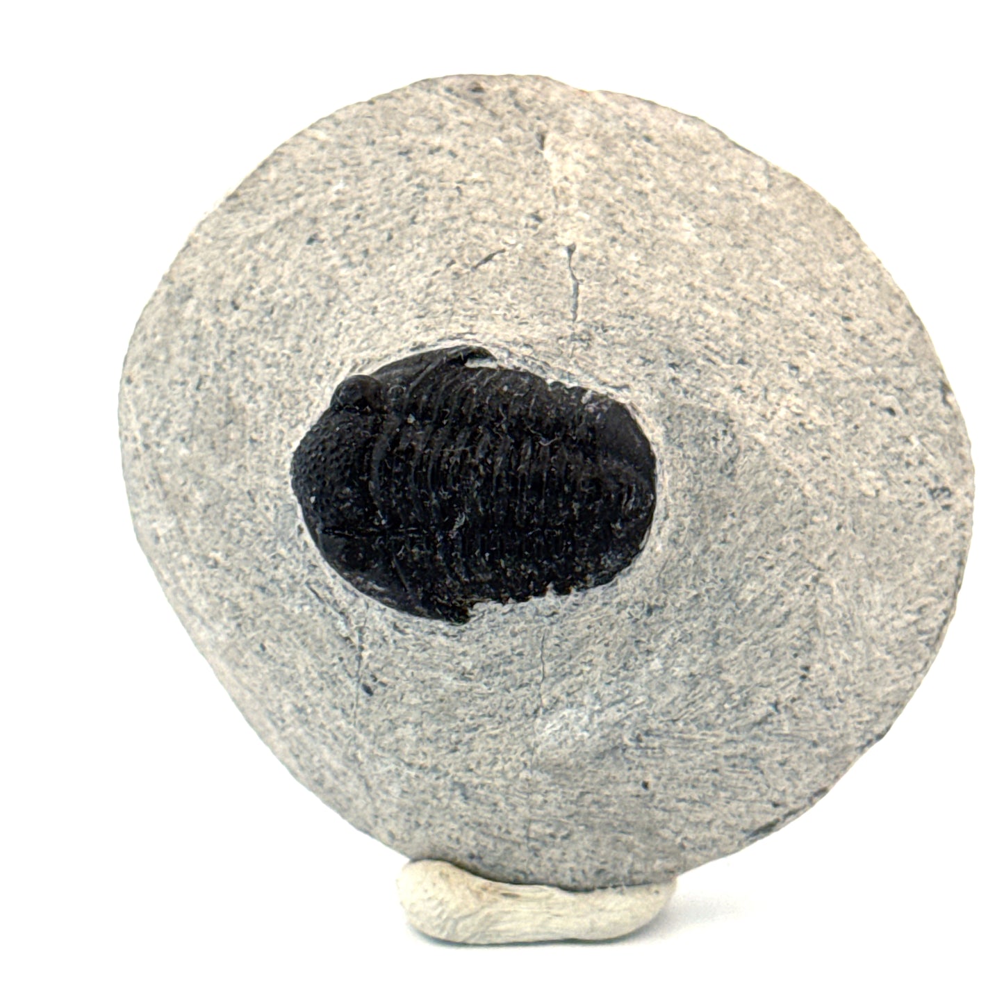 Gerastos granulosus Devonian Trilobite Fossil from, Morocco (A013)