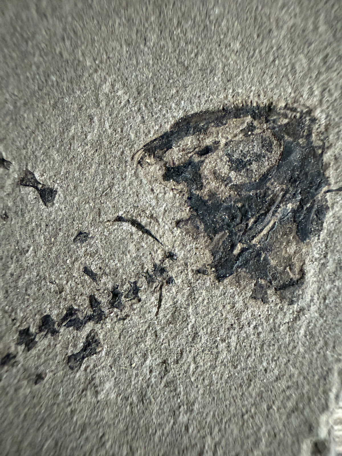 Permian temnospondyl Amphibian Fossil from Germany | 1.73"