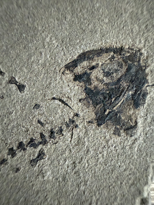 Permian temnospondyl Amphibian Fossil from Germany | 1.73"