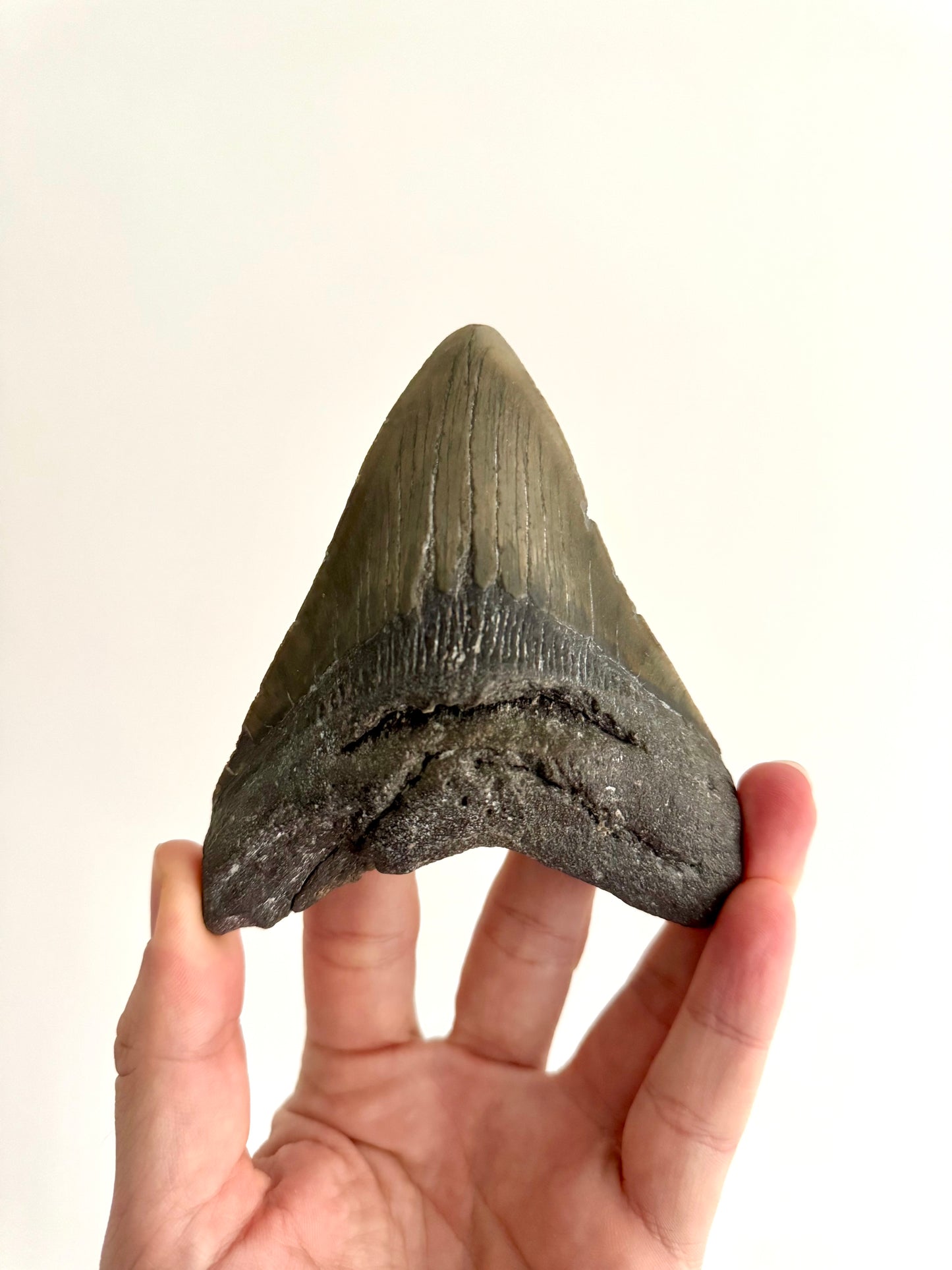 Megalodon tooth fossil (4.63") - Miocene, USA