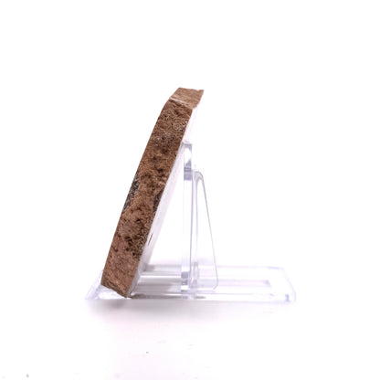 Polished Jurassic Sauropod Dinosaur Bone | 139 Grams