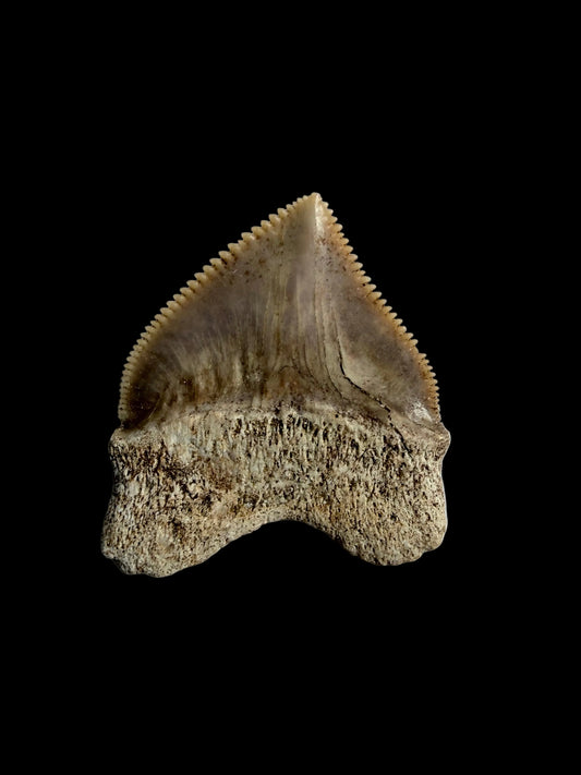 Squalicorax pristodontus haaientand fossiel uit Marokko | 1,08 inch