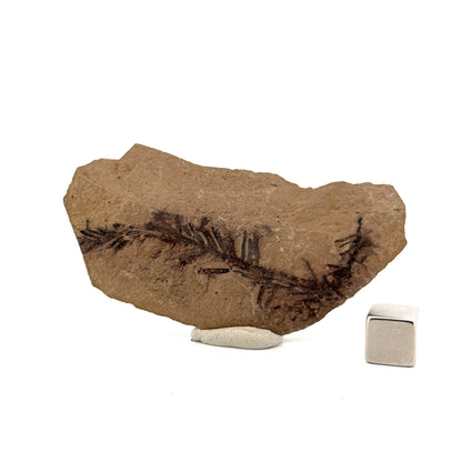 Metasequoia sp. Dawn Redwood leaf fossil (2.25") from Eocene, Canada