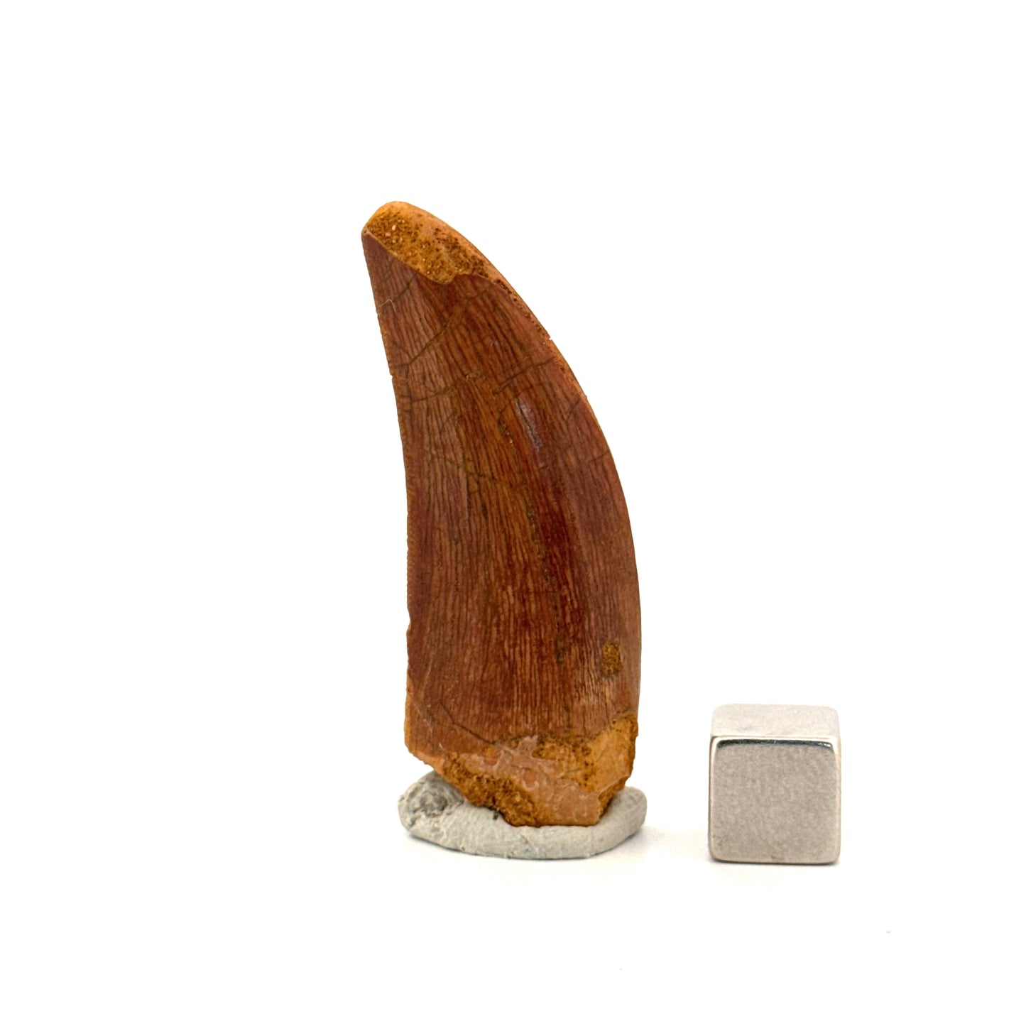 Carcharodontosaurus fossiele tand, Krijt dinosaurus tand uit Kem Kem Beds, Marokko (1,93 inch)