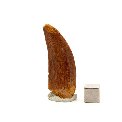 Carcharodontosaurus fossiele tand, Krijt dinosaurus tand uit Kem Kem Beds, Marokko (1,93 inch)