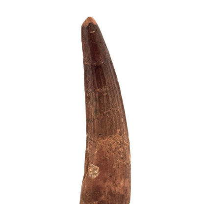 Spinosaurus Tooth Fossil (3.15") – Late Cretaceous Dinosaur tooth from Morocco