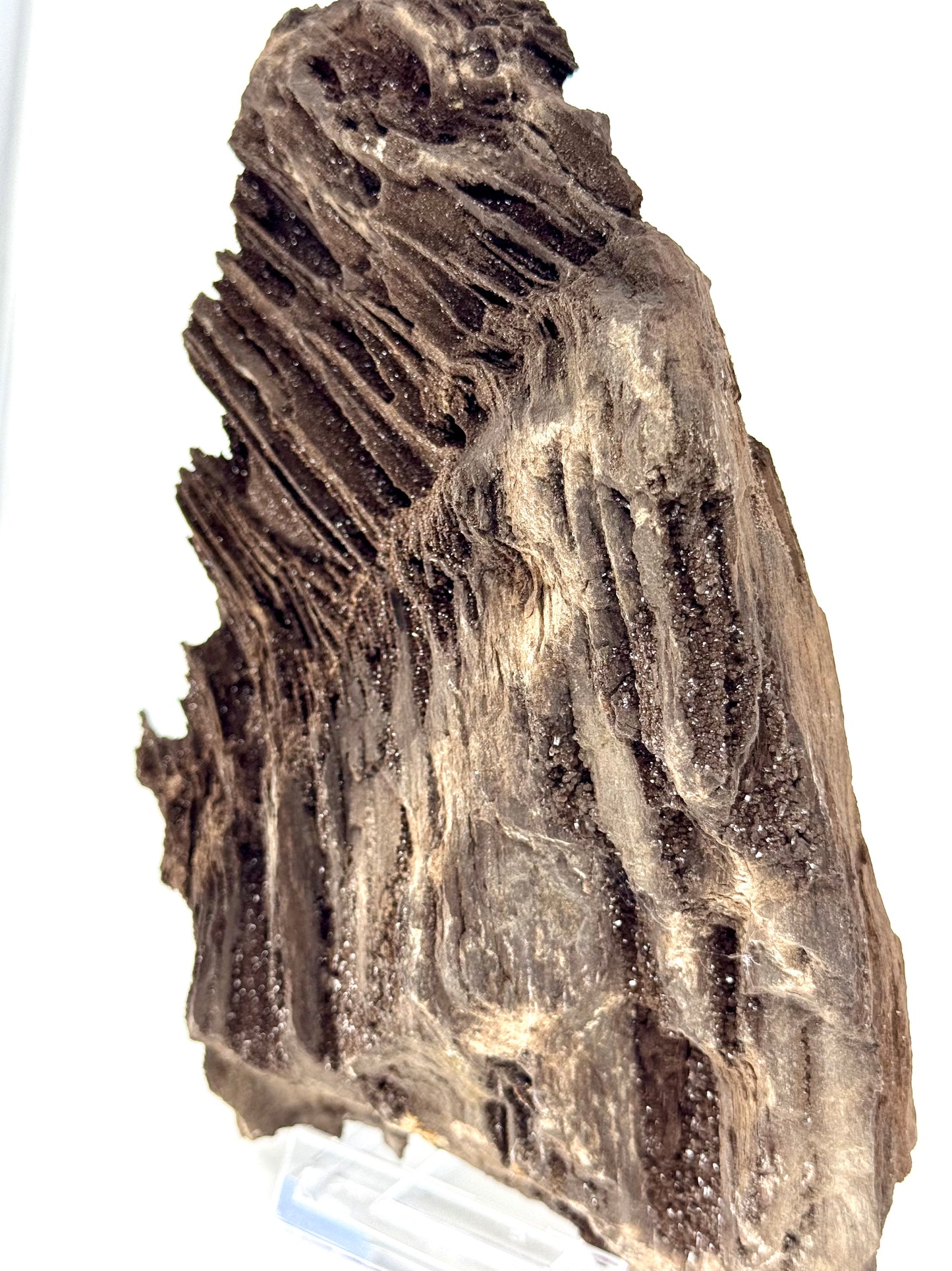 Large Permineralized Wood Covered In Druzy Quartz from Germany (919 Grams)