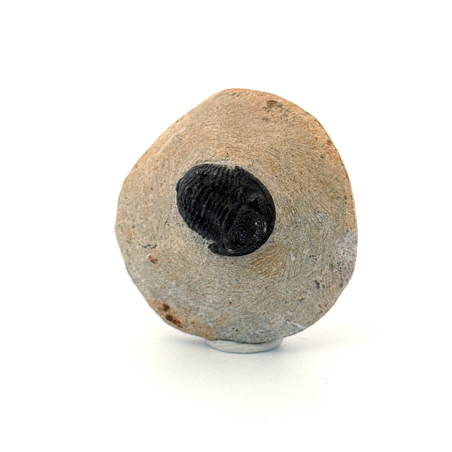 Gerastos granulosus Devonian Trilobite Fossil from, Morocco (A014)