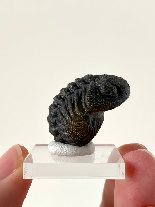 Morocops fossil Trilobite rolled up,  Devonian age