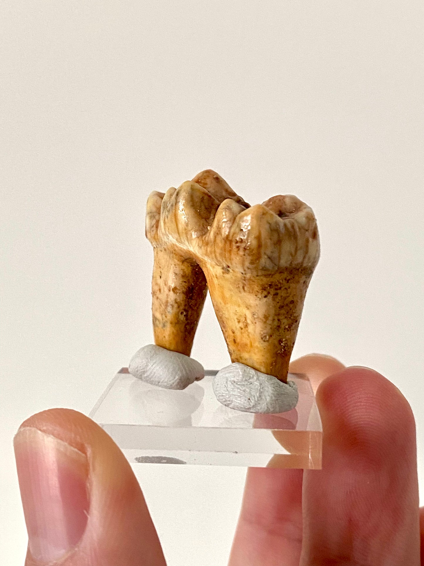 Cave Bear Molar