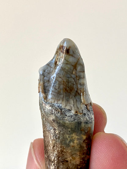 Cave Bear Incisor from Poland