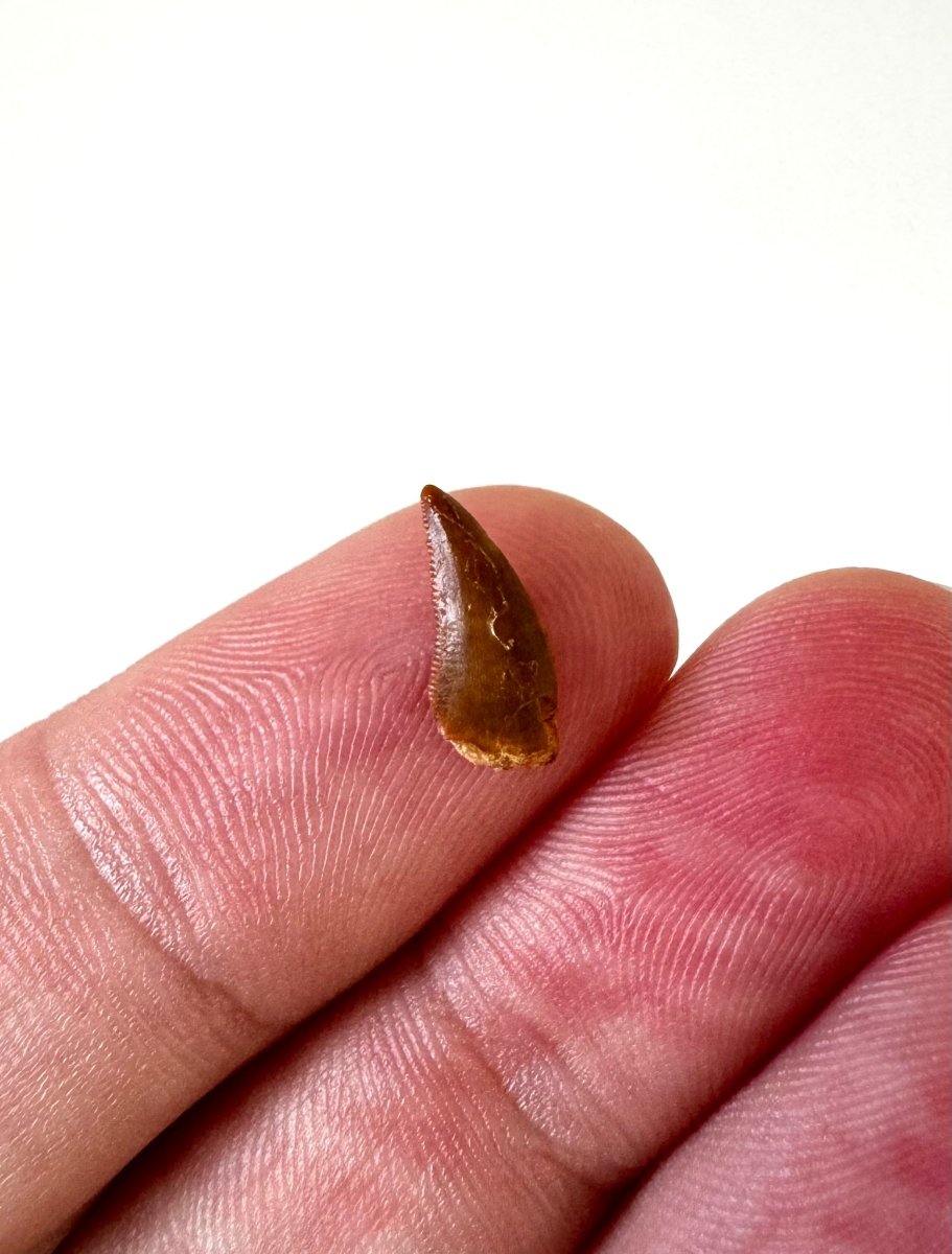 0.47" Abelisaurus fossil tooth, "raptor like" dino species - FossilsAndMore