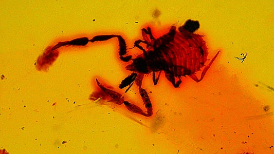 0.47" Burmese Amber with small pseudoscorpion species insect - FossilsAndMore