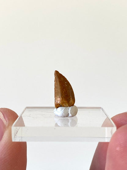 0.51" Abelisaurus fossil tooth, "raptor like" dino species - FossilsAndMore