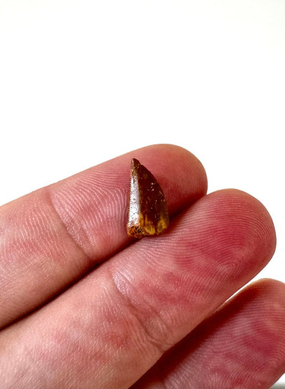 0.51" Abelisaurus fossil tooth, "raptor like" dino species - FossilsAndMore