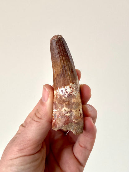 3.8" (9,6cm) Large Spinosaurus fossil tooth