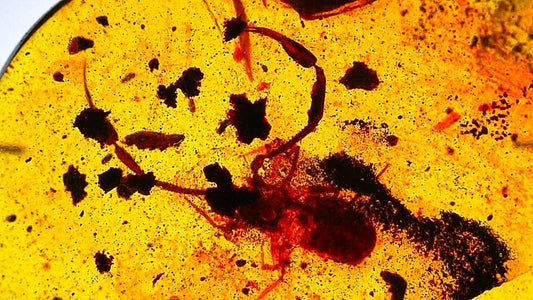 0.53" Burmese Amber with small pseudoscorpion species insect - FossilsAndMore