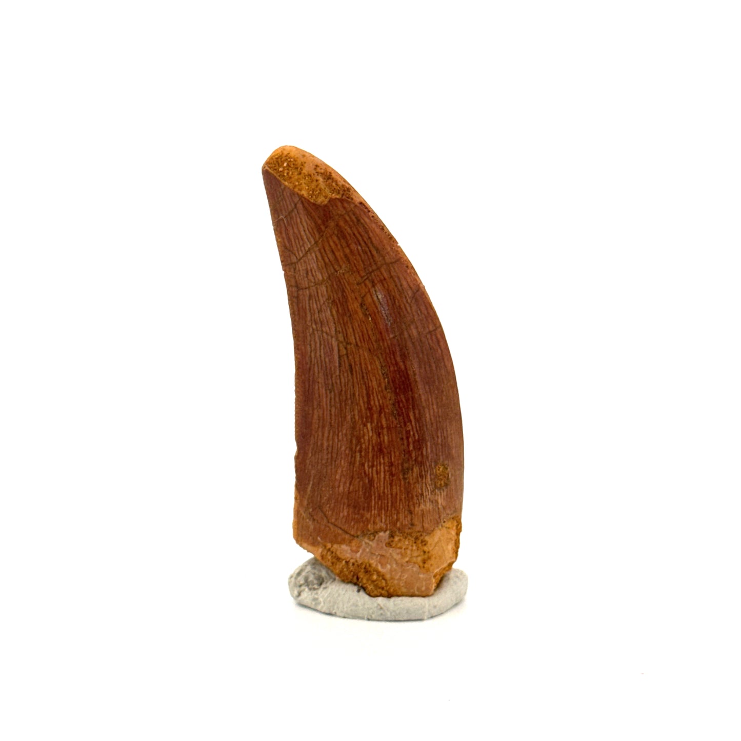 Carcharodontosaurus fossiele tand, Krijt dinosaurus tand uit Kem Kem Beds, Marokko (1,93 inch)