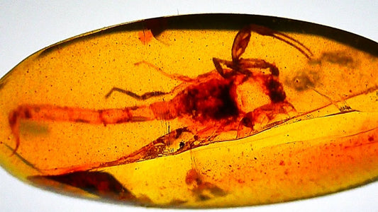 0.57" Burmese Amber with small scorpion species insect - FossilsAndMore