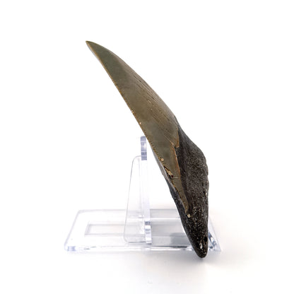 Megalodon tooth fossil (4.17") - Miocene, USA