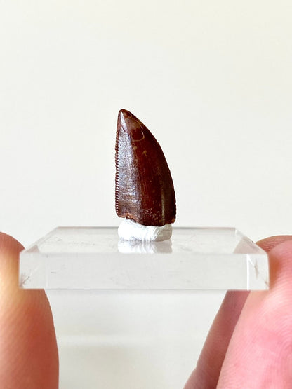 0.65" Abelisaurus fossil tooth, "raptor like" dino species - FossilsAndMore