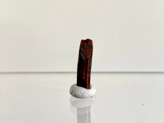 0.65" Rebbacchisaurus sauropod dinosaur tooth - FossilsAndMore