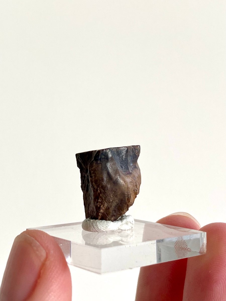 0.65" Triceratops Horridus fossil spitter tooth, dinosaur tooth - FossilsAndMore