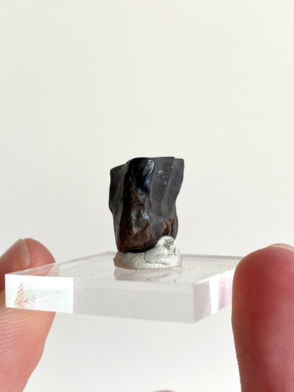 0.66" Triceratops Horridus fossil spitter tooth, dinosaur tooth - FossilsAndMore