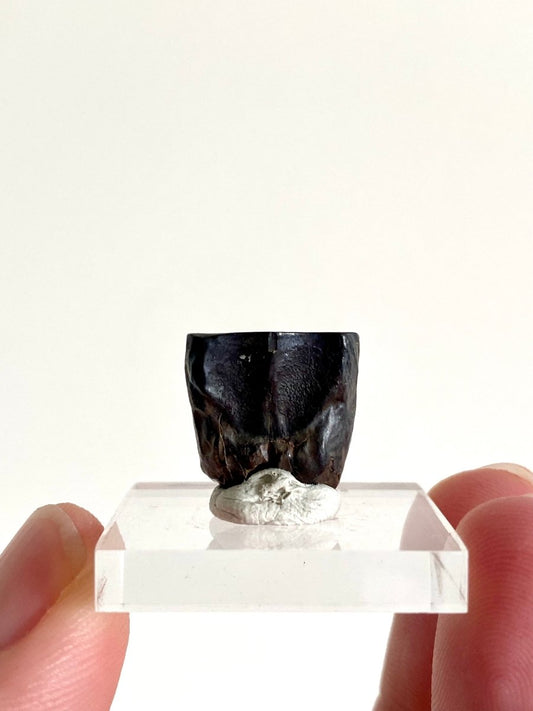 0.66" Triceratops Horridus fossil spitter tooth, dinosaur tooth - FossilsAndMore