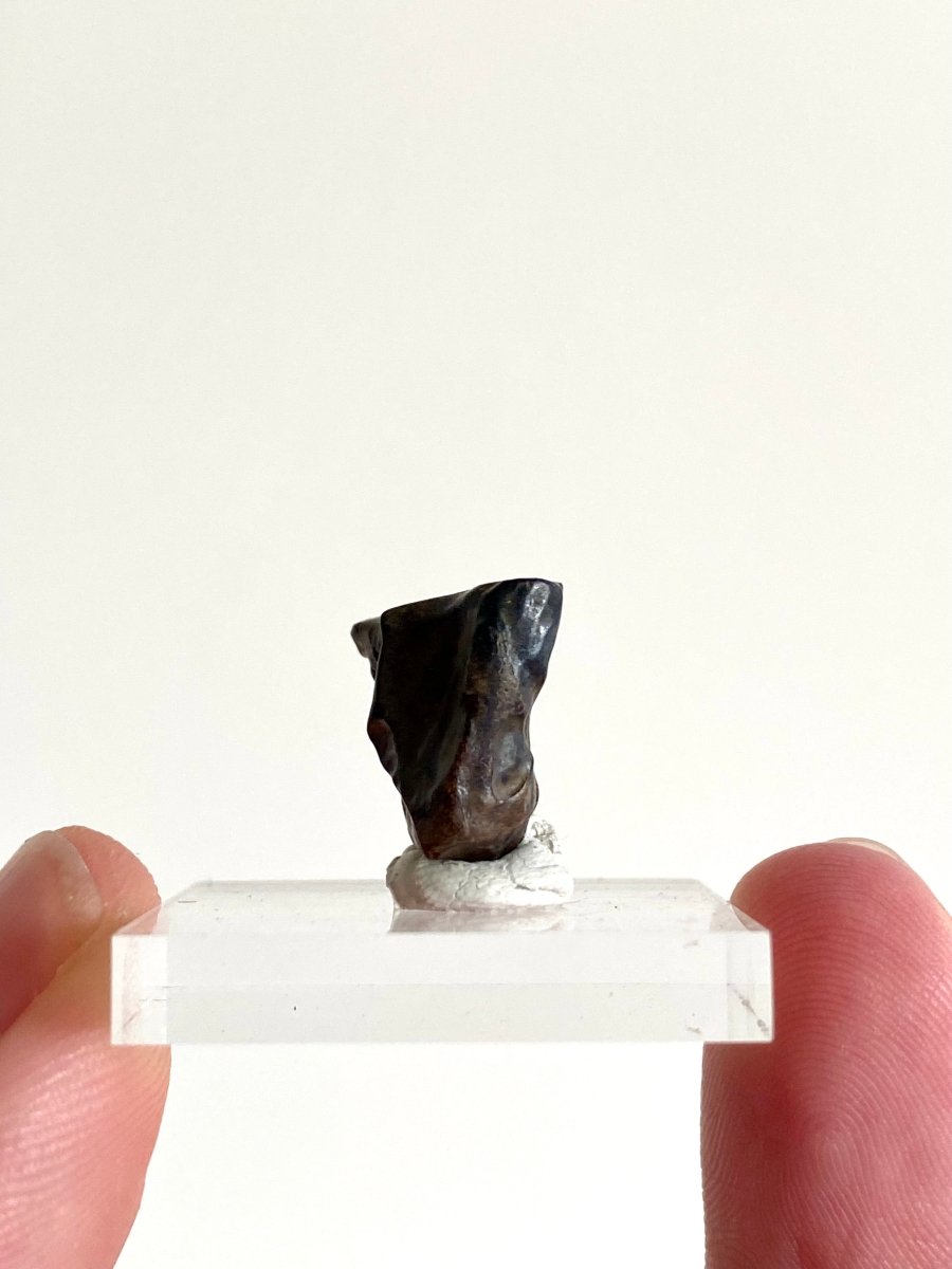 0.66" Triceratops Horridus fossil spitter tooth, dinosaur tooth - FossilsAndMore