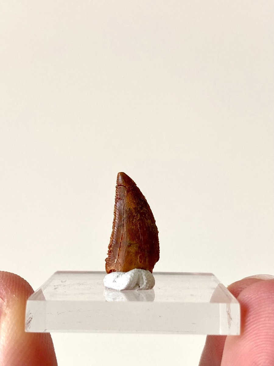 0.68" Abelisaurus fossil tooth, "raptor like" dino species - FossilsAndMore