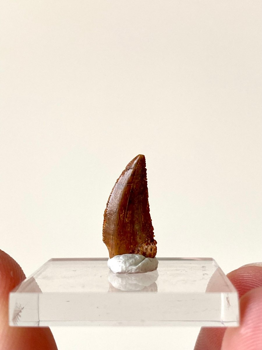 0.68" Abelisaurus fossil tooth, "raptor like" dino species - FossilsAndMore