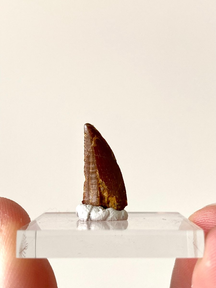 0.69" Abelisaurus fossil tooth, "raptor like" dino species - FossilsAndMore