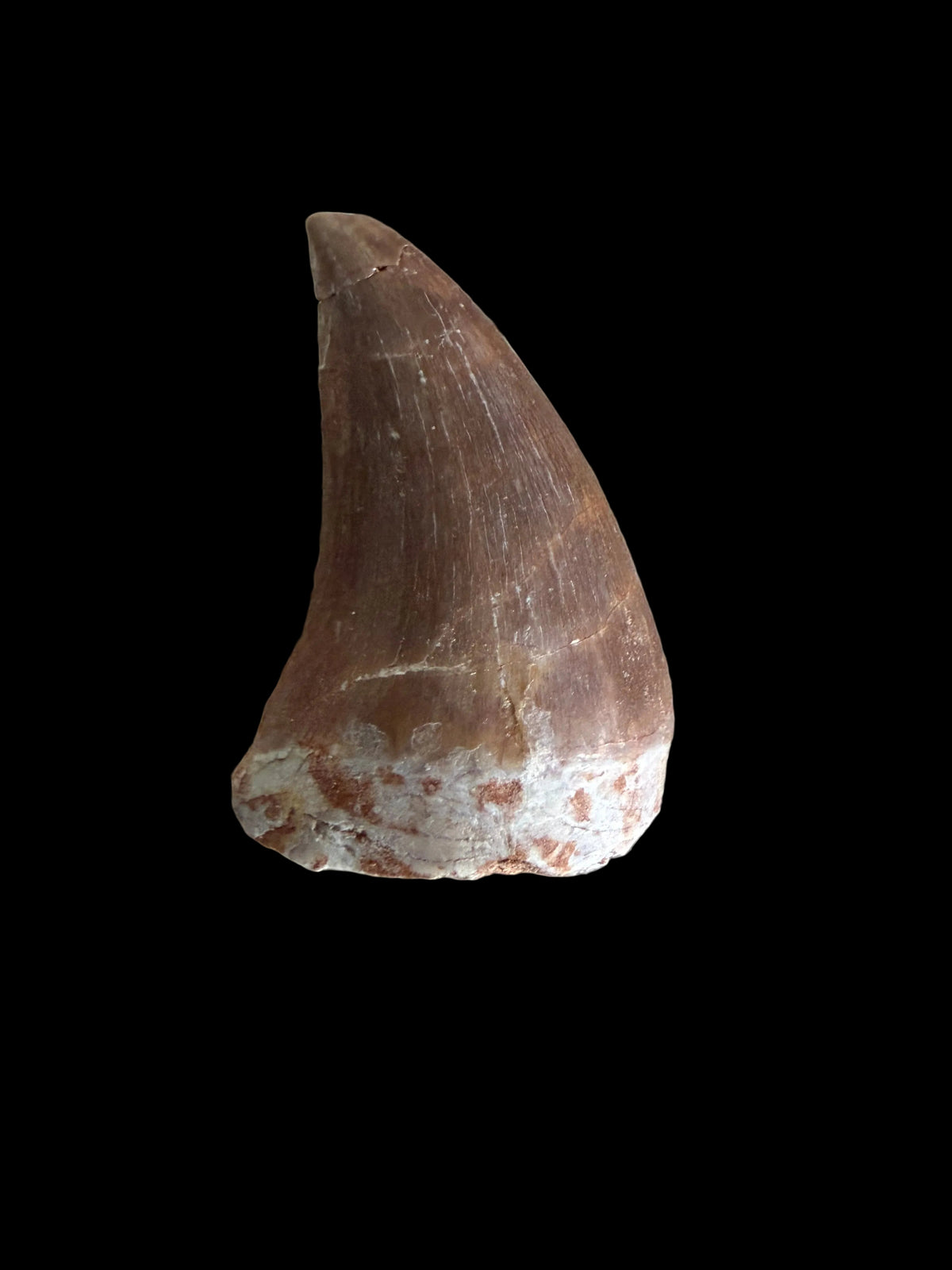 Mosasaur tooth fossil from Late Cretaceous, Morocco | 1.13"