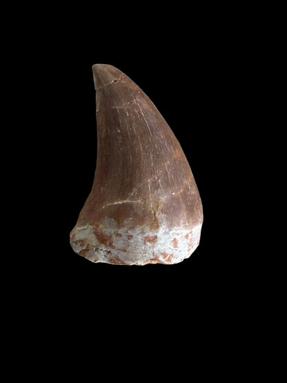 Mosasaur tooth fossil from Late Cretaceous, Morocco | 1.13"