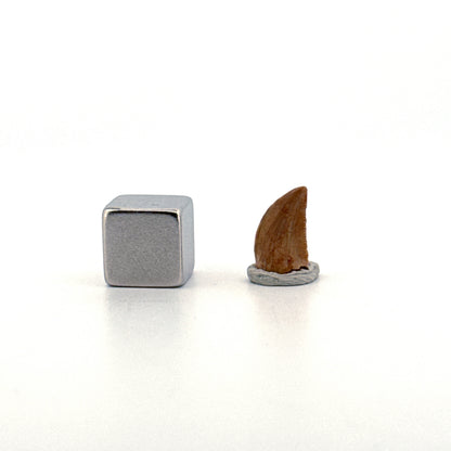 Abelisaurid fossil dinosaur tooth from Kem Kem, Morocco (0.43")