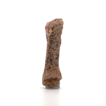 Cave Bear (Ursus spelaeus) Metacarpal from Pleistocene, Romania | 3.17"