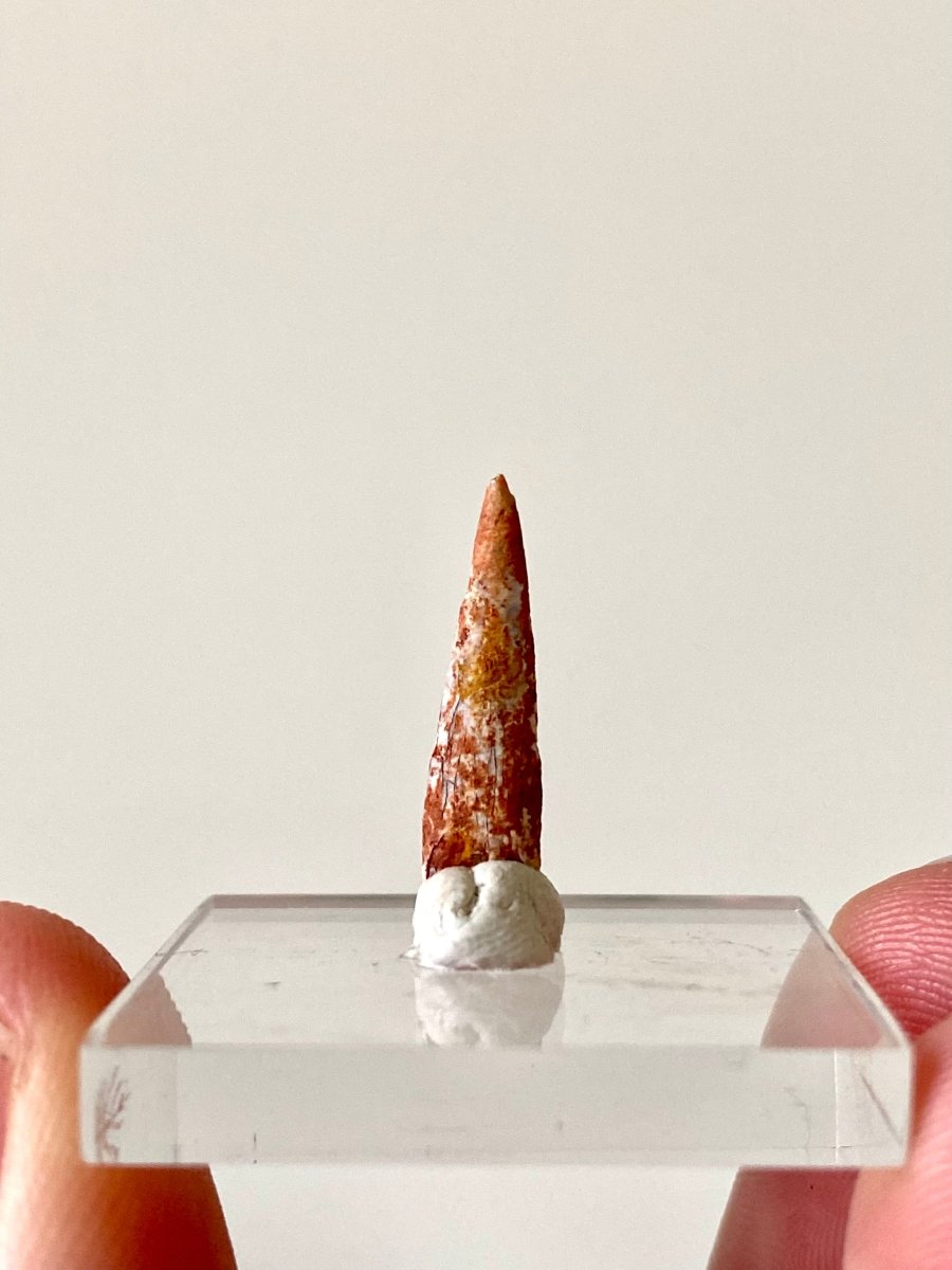 0.70" Pterosaur fossil tooth (Siroccopteryx), flying reptlie, dinosaur age - FossilsAndMore