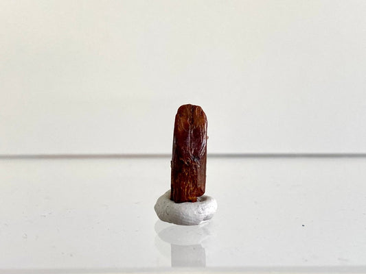 0.70" Rebbacchisaurus sauropod dinosaur tooth - FossilsAndMore