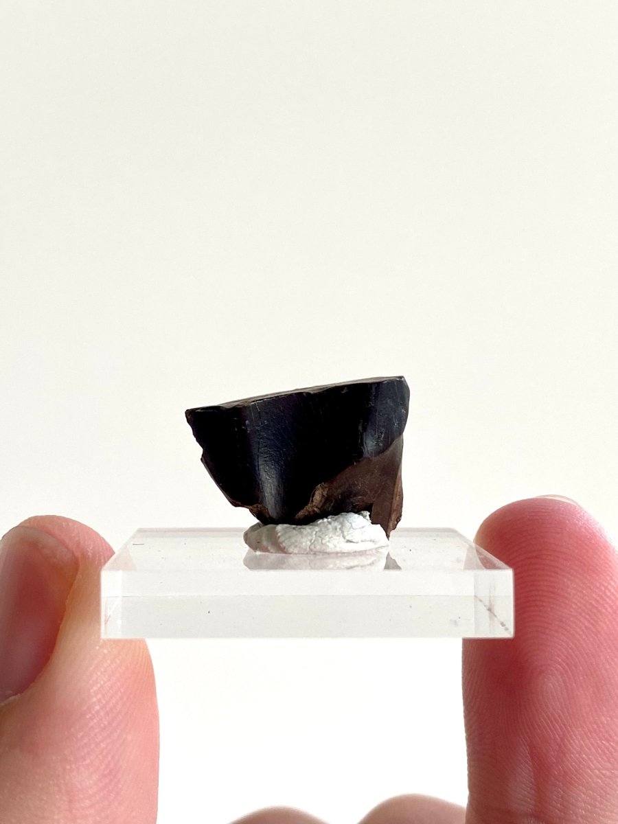 0.70" Triceratops Horridus fossil spitter tooth, dinosaur tooth - FossilsAndMore