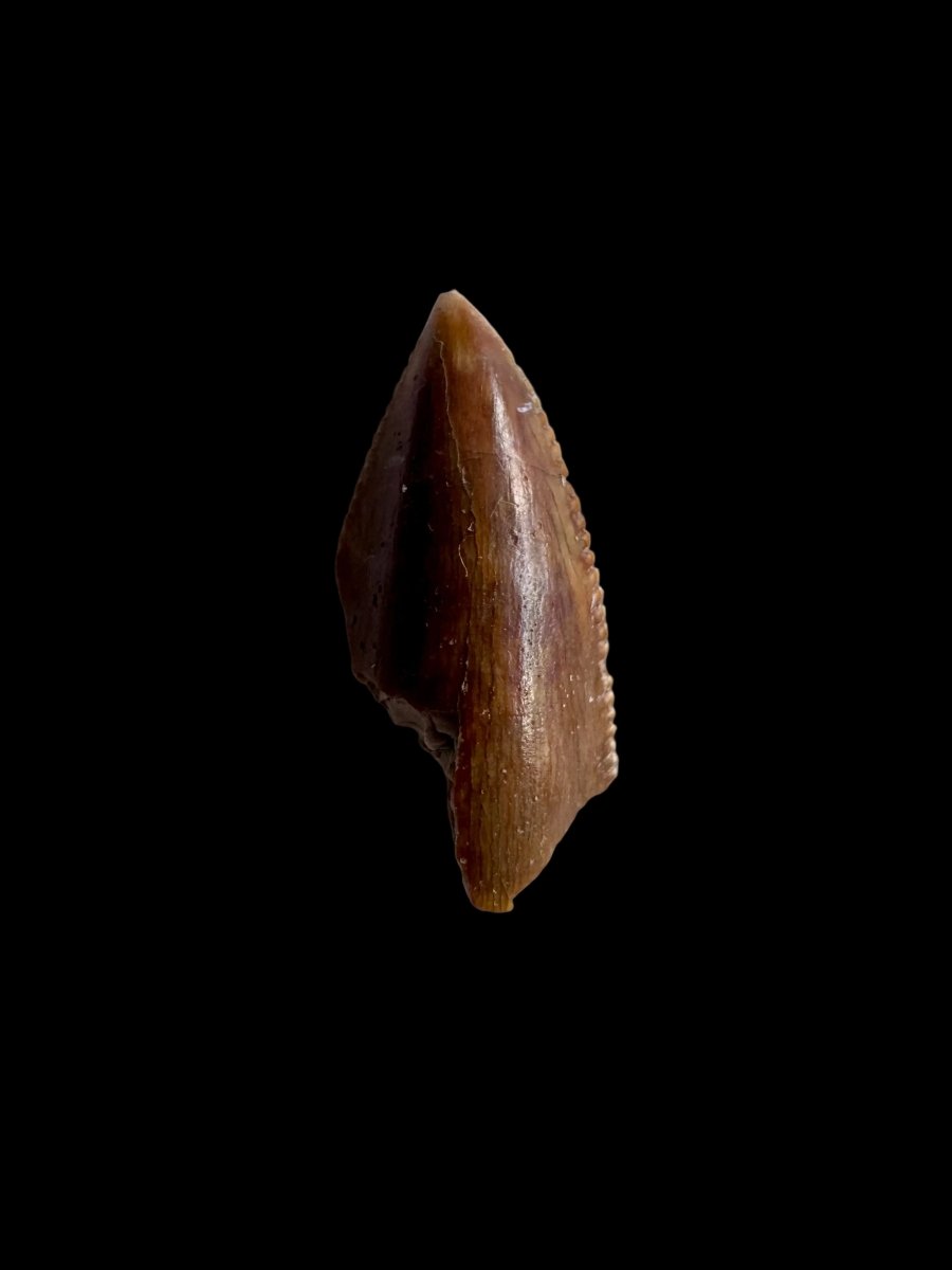 0.71" Partial Majungasaurus tooth, Rare theropod dinosaur fossil tooth - FossilsAndMore