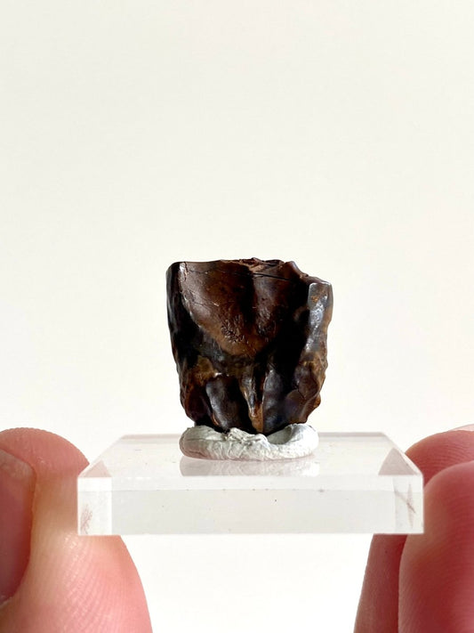 0.71" Triceratops Horridus fossil spitter tooth, dinosaur tooth - FossilsAndMore