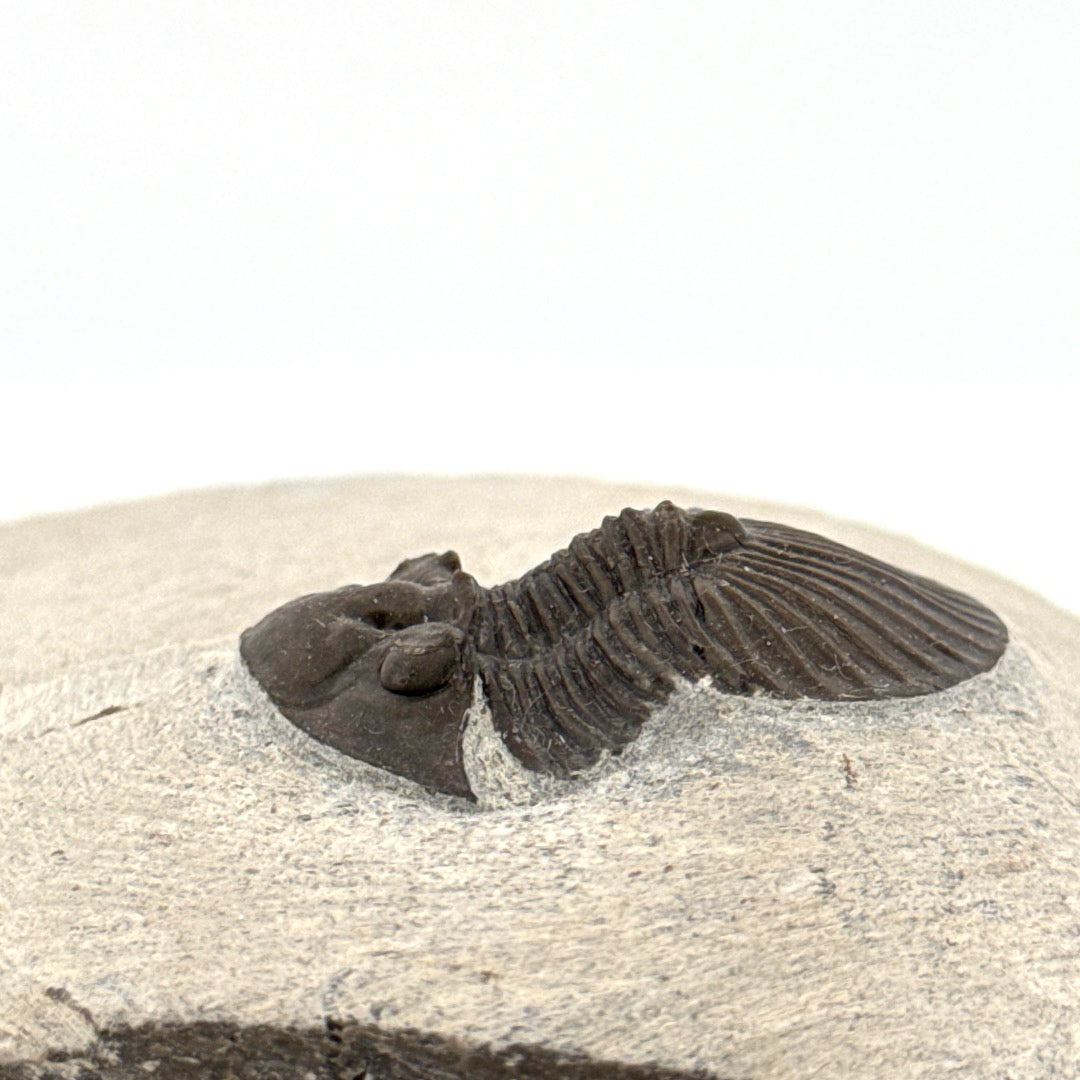 Scutellum sp. Trilobite on Matrix from Devonian, Morocco (1.32")