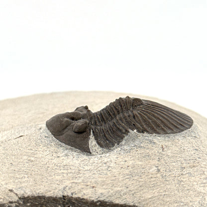Scutellum sp. Trilobite on Matrix from Devonian, Morocco (1.32")