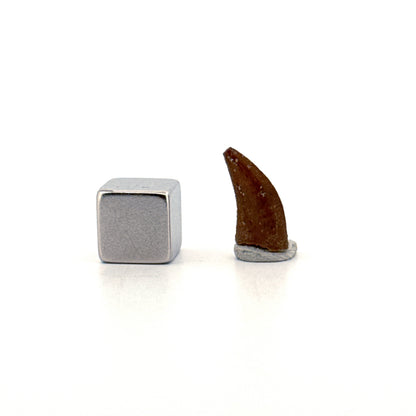 Abelisaurid fossil dinosaur tooth from Kem Kem, Morocco (0.58")