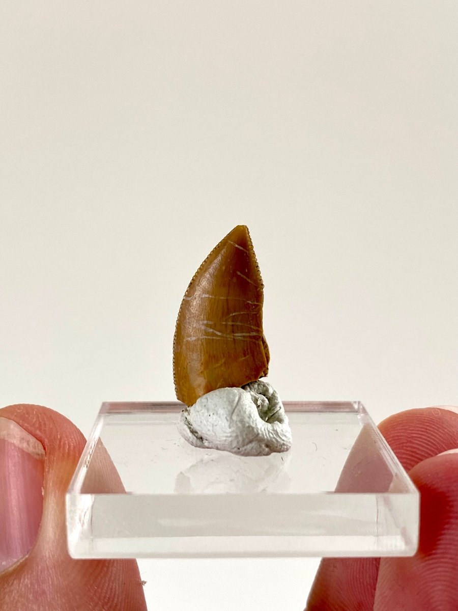 0.73" Majungasaurus tooth, Rare theropod dinosaur fossil tooth - FossilsAndMore