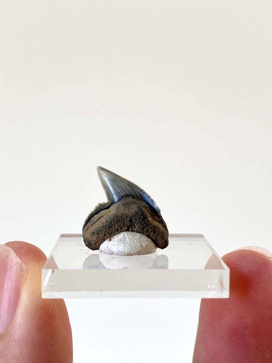 0.75" Galeocerdo Aduncus tooth fossil - FossilsAndMore