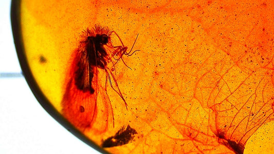 0.76" Burmese Amber fossil with fly insect (Burmite amber) - FossilsAndMore